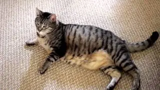 Battle Cats | Ep. 3 | Pt. 1