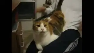 Игра на кошачьем барабане