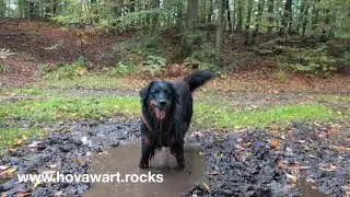 wirkaufendeinenhund de