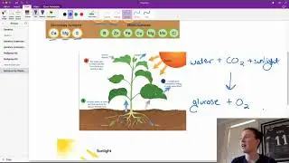 Basic Photosynthesis
