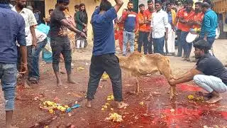Dont see! Weak heart people | Bali pooja at Doddanagamangala village festival Huskur Abba | J Tuber