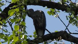 Great blue heron