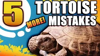 STOP WITH THESE MISTAKES! 5 MORE Russian Tortoise Care Mistakes!