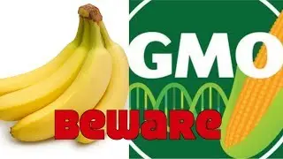 Are You Eating Dangerous GMO Bananas?