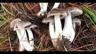 TRICHOLOMA PORTENTOSUM DICIEMBRE 2018