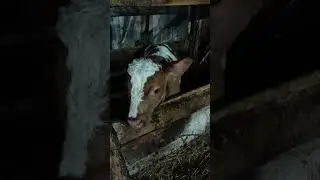 Найденыш.