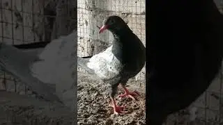 royal teddy pigeon 