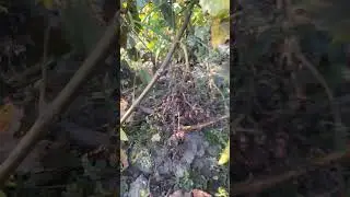 Подскажите, пожалуйста, что произошло с виноградами? Сгорели в один миг!