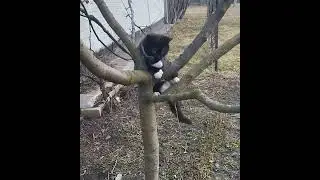 Знайомтеся - кіт Мусій