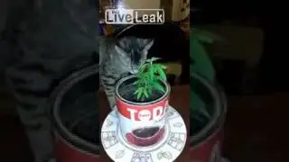 Доктор кошке прописал