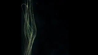 裏世界 / niki　可不