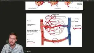 Navigating the Vascular Highway: Understanding Blood Vessels and Capillaries