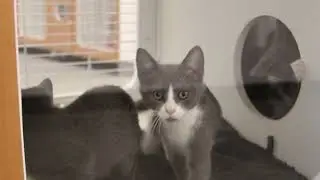 New Shelter Time Lapse Footage | Animal Welfare Association | Animal Shelter in New Jersey