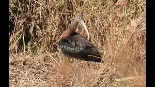 Glossy Ibis at Barton in Fabis, Notts, 30/10/2023