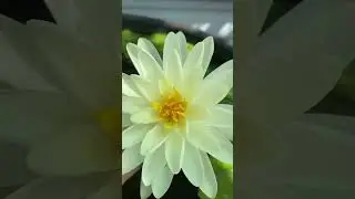 Мини прудик, нимфея Денвер 🌿 29 августа 24г🌿