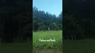 Nature and birds