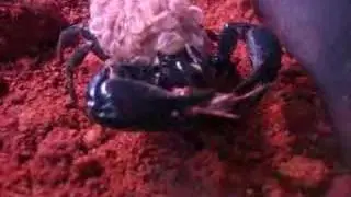 Heterometrus Spinifer Female