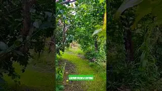 Lime tree loaded with fruit -  grown from a cutting at Permaculture Haven #citrustree #foodforest