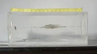 Ballistics Gel Shot