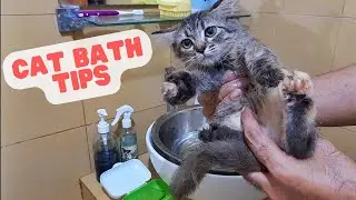 Cat Bathing: Essential Tips Every Cat Owner Should Know