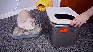 How To Train A Cat To Use A New Litter Box | plus top entry litter box review