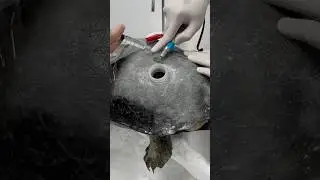 Turtle Shell Repair 😷 