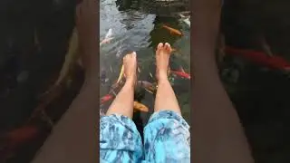 IKAN KOI