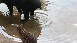 ASMR | Tapir Pooping
