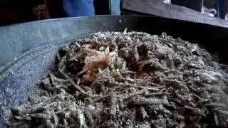 The feeding of cattle. Fodder beet
