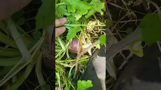 Deer Food Plot Update! Huge Plant Growth! #deermanagement