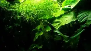 Thai Micro Crabs