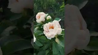 Пион Majesty's Star