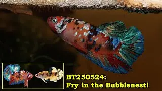 BT250524: Koi Marble HMPK Fry in the Bubblenest!