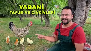 🐔 The Wild Hen is Back with Her Chicks! 😱 - Secret Hatching & Hatchling in the Grass - Farm