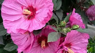 Perennial Hibiscus 🌺