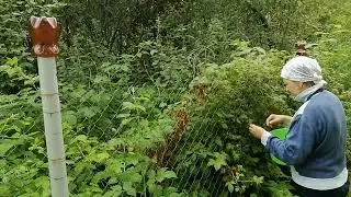 Малина дикая. Собираем поутру.