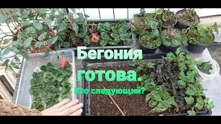 Started mass propagation with begonias.