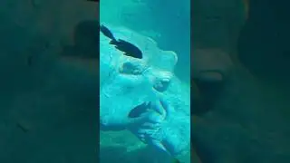 Ever seen a Hippo Fart #shorts Disneys Animal Kingdom Hippo rises above the water to release air!!