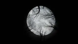 Big Moon and Dark Jungle Happy Halloween | #halloween  | #viral | #trending #fyp