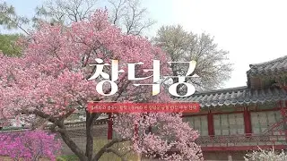 창덕궁에 홍매화가 활짝, 궁궐 전각과 후원 나들이