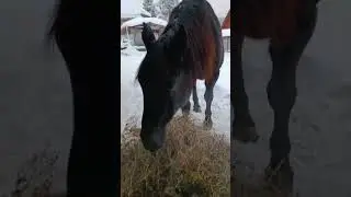 Как должно выглядеть качественное сено для лошади?