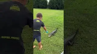 Do Not Feed Gators In The Wild