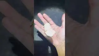 Cari durian belakang rumah #petualang #durian