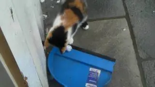Cat and her 