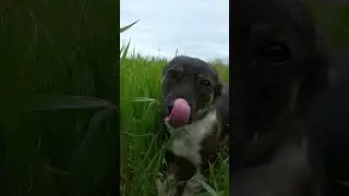 Kənd həyatı красивая природа собака боби