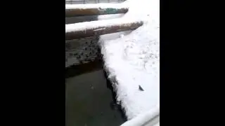 Дикие утки.