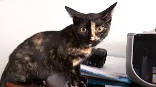 COPYCATS - Cole and Marmalade