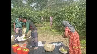 Boraikandir Haate Gelam Kala = বড়াইকান্দির হাটে গেলাম, বড়াই পাড়িয়া দেওরে...