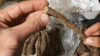 Сажаю павловнию