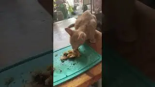 Мама, Масяня и картофельные котлеты с грибами 😅😁